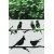 ROZ30 50x47 naklejka na okno wzory zwierzęce - ptaki